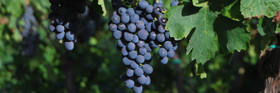 corvinone-lafillossera