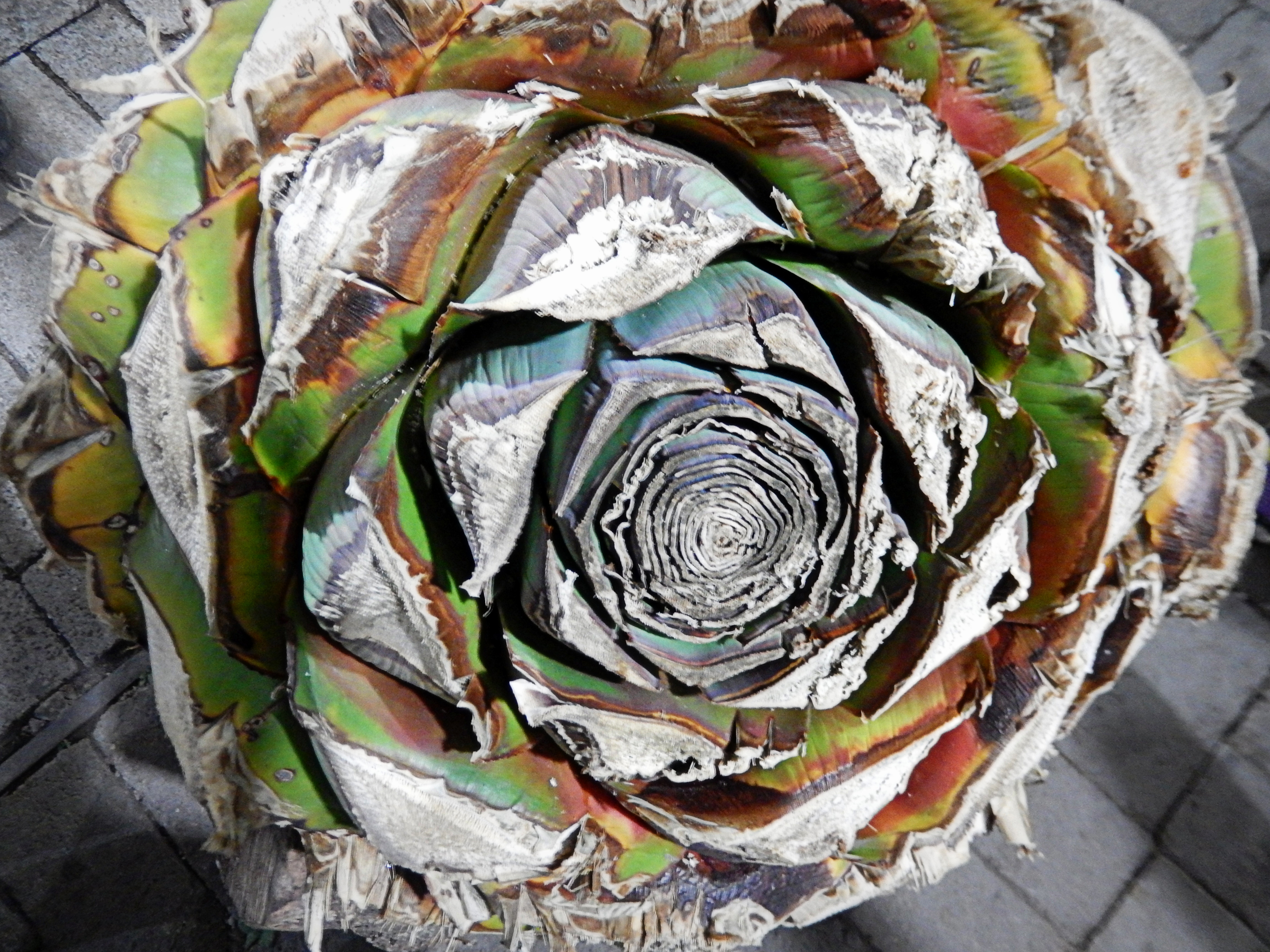 agave