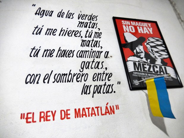 maguey-messico-lafillossera
