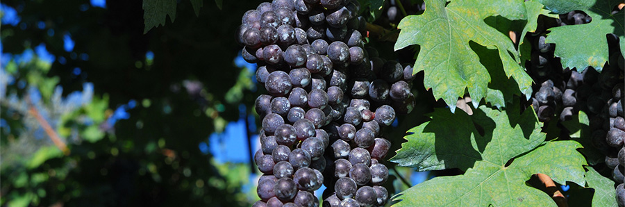 rondinella-lafillossera