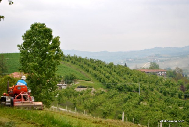 Roddolo_Lafillossera