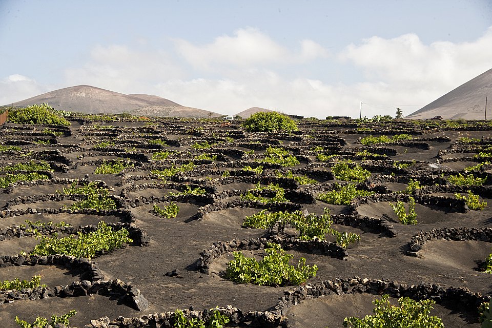 El-Viñedo-de-lo-Imposible-8
