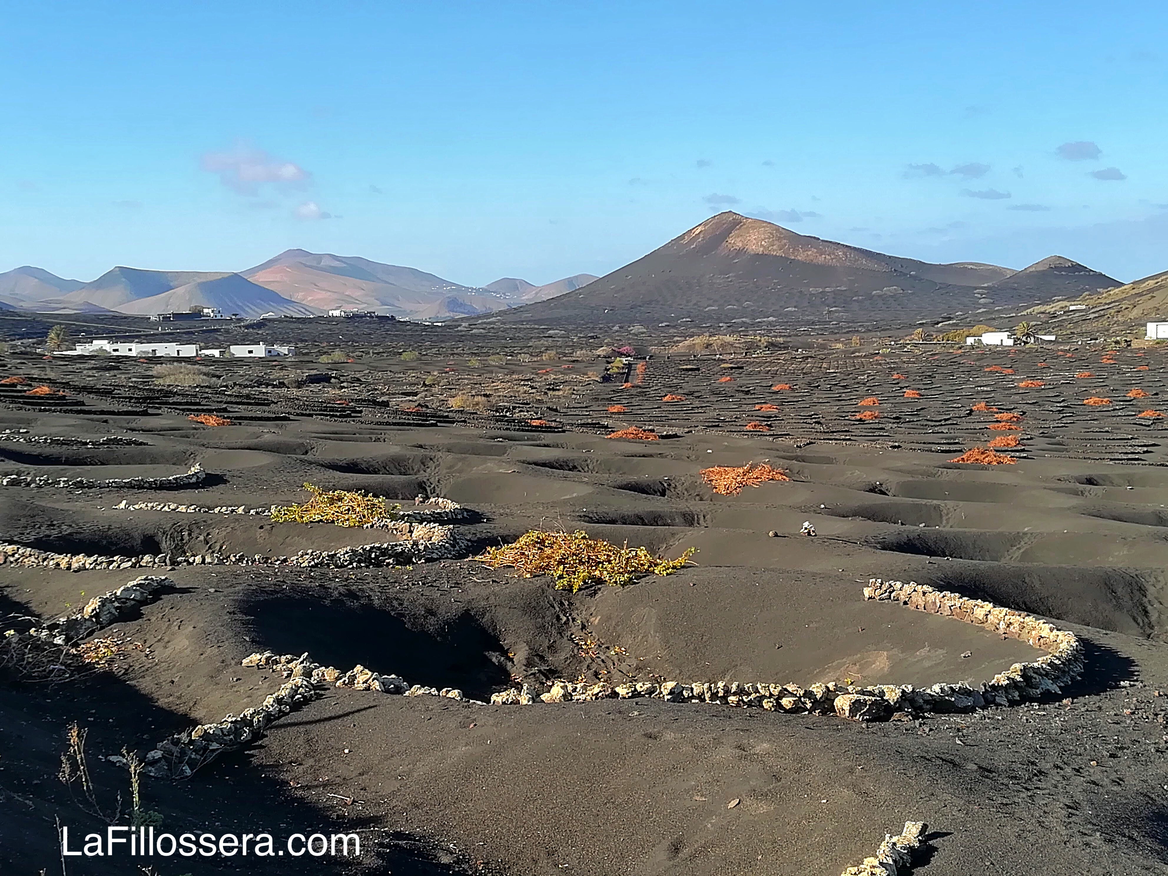 Vigneto_lafillossera