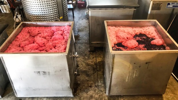 SFD_Microbiome_2_L_inoculated_R_spontaneous_c-o_Black_Sheep_Finds2520x1420