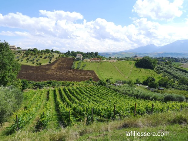 lafillossera_vigneti_vallorani