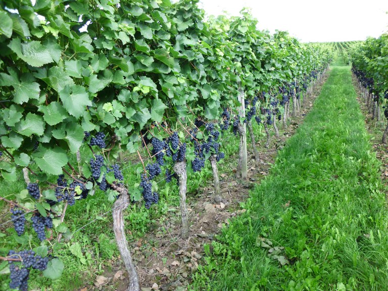 Blauer Frühburgunder, il rarissimo “pinot nero precoce” della Germania