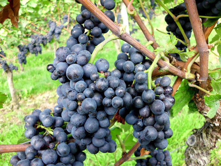 Blauer Frühburgunder, Pinot Noir precoce dell'Ahr