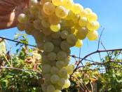 Grappolo_Trebbiano