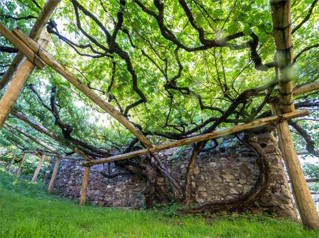 la-vite-versoaln-a-prissiano