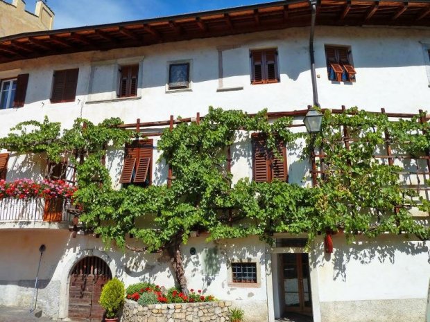 vite centenaria magrè